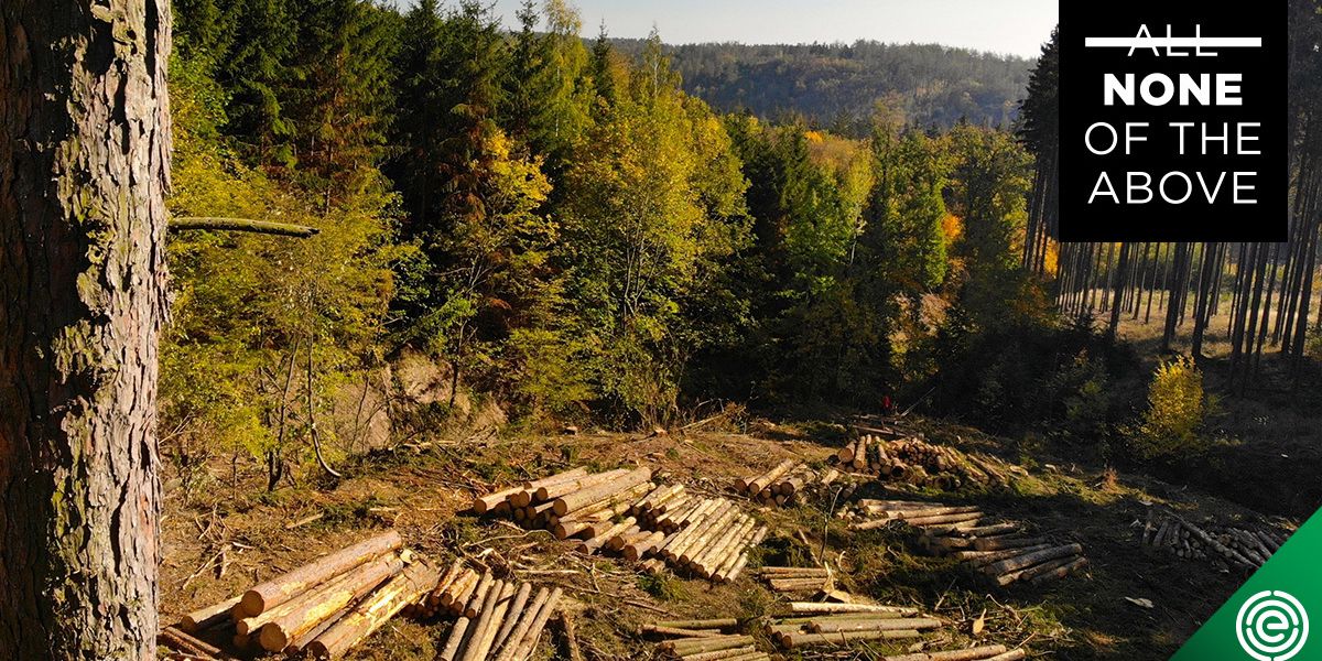 Biomass energy The dangerous carbon shell game putting forests and